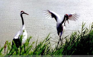 古詩(shī)中寫丹頂鶴的詩(shī)句