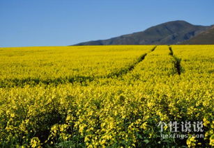 古詩,詩句,報答,父親