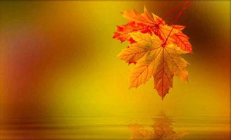 落葉的詩句古詩