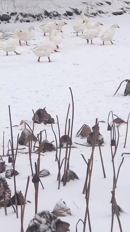 詩句,詩中,吟誦,有哪些