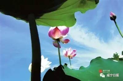 關(guān)于夏天景物的詩句