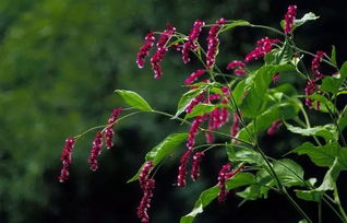 關(guān)于菊紅花的詩句