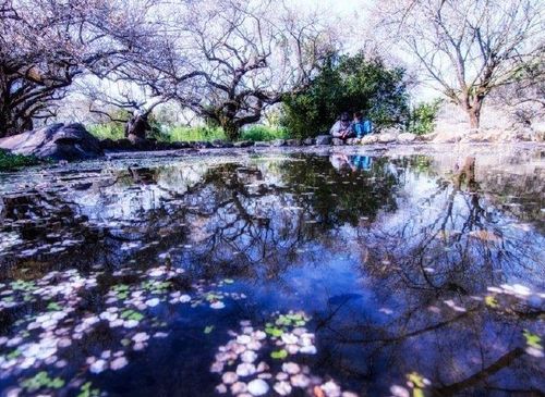 關(guān)于春花的詩(shī)句古詩(shī)詞,形容愁的詩(shī)句古詩(shī)詞,跟愁有關(guān)的詩(shī)句古詩(shī)詞