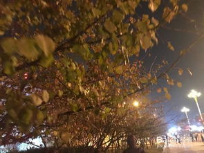 自寫關(guān)于夜晚人散步的詩句