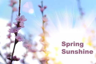 描寫冬天雪松的五言絕句詩句古詩