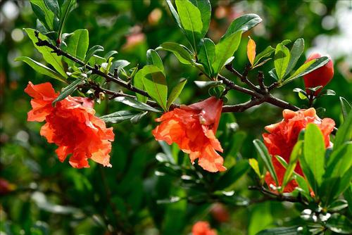 關(guān)于贊美石榴的詩句6