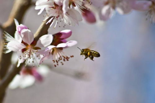 關(guān)于春花與蜜蜂的詩(shī)句