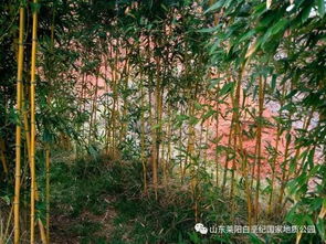 關于雨后美景的詩句