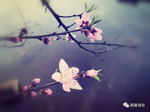 描寫春天的桃花的詩句古詩詞