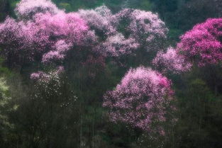 詩句,不如意,生活