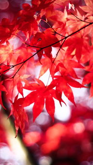 詩句,楓葉,友情