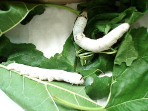 形容蠶吐絲的詩句,寫蠶吐絲的詩句,形容蠶吐絲結(jié)繭的詩句