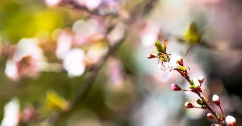 關于送別朋友的詩句古詩,有關送別的詩句古詩,有關折柳送別的詩句的古詩
