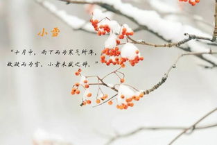 白居易關(guān)于小雪的詩(shī)句