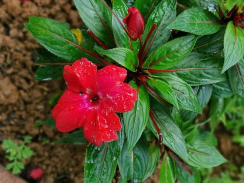 關(guān)于指甲花頑強(qiáng)的詩(shī)句