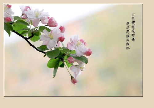 花的一句古詩句