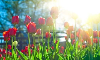 春天的古詩句一級