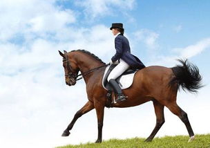 關(guān)于騎馬遠行的古詩句