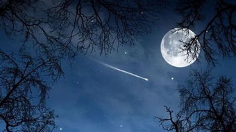 月夜杜甫古詩(shī)詩(shī)句