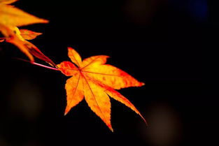 關(guān)于風(fēng)吹樹葉的詩(shī)句古詩(shī)