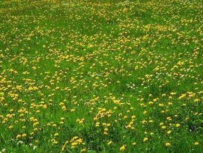 古詩(shī),詩(shī)句,描寫