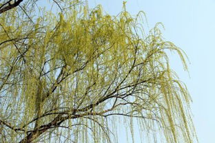 關(guān)于春天的詩句帶有金色