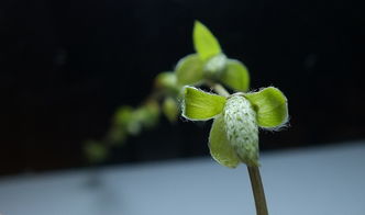 關(guān)于柳枝發(fā)芽的詩句