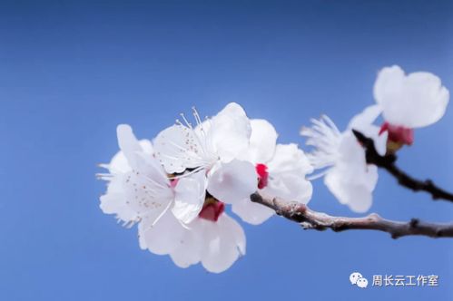 順境利于成長(zhǎng)的詩(shī)句,在順境中成長(zhǎng)的詩(shī)句,順境更有利于人的成長(zhǎng)詩(shī)句