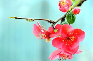關(guān)于海棠的優(yōu)美詩(shī)句
