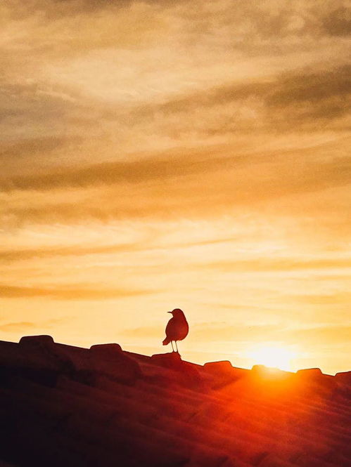 描寫春天的詩句帶翻譯,關(guān)于春天的詩句及翻譯,關(guān)于春天的詩句加翻譯