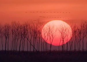 關(guān)于思鄉(xiāng)念江南的詩(shī)句