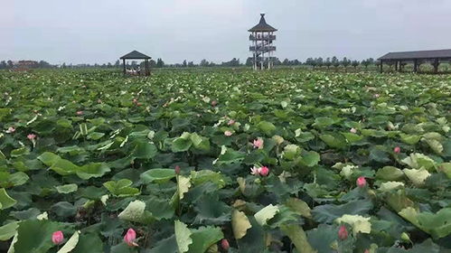 蓮蓬,詩(shī)句,描寫