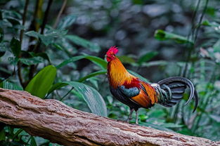 關(guān)于雞屁股的詩(shī)句