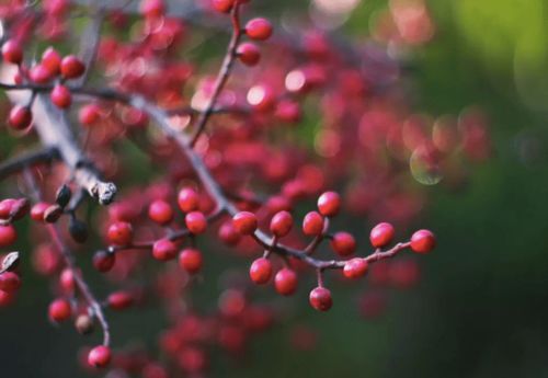 相思的古詩句紅豆生