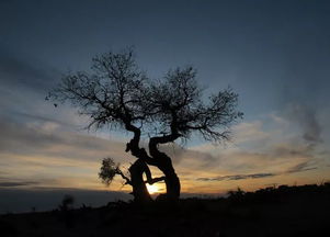 陶淵明關(guān)于安貧樂道的詩句,表達安貧樂道的詩句,君子安貧樂道的詩句