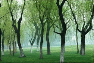 古詩句中對柳樹的詩句