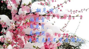 古詩(shī)文中含有花的詩(shī)句