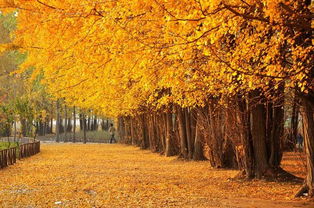 關(guān)于描寫(xiě)秋天的詩(shī)句古詩(shī),描寫(xiě)秋天美景的詩(shī)句古詩(shī),描寫(xiě)秋天的詩(shī)句古詩(shī)名句