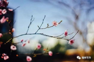 形容古樹的古詩(shī)句