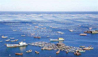 海洋生物,詩句,未來