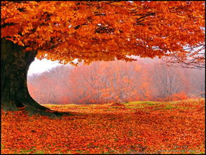 關(guān)于秋天開(kāi)心快樂(lè)的詩(shī)句