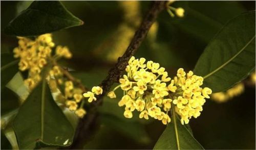 詩句,經典,桂花香,大全