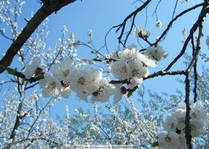 關(guān)于終于等到你的古詩,形容終于完成了的古詩,終于等到你的優(yōu)美古詩