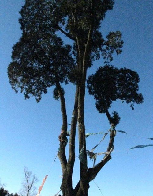 關(guān)于松的詩(shī)句和意思是什么