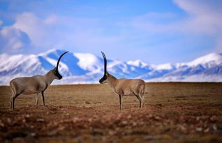 三毛關(guān)于可可西里的詩句