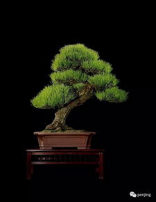 關(guān)于松樹代表長壽的詩句