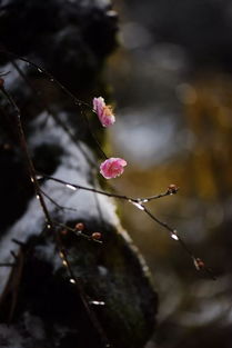 關(guān)于生生不息的詩句