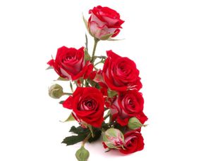 古詩形容玫瑰花的詩句