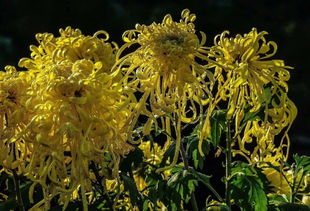 關(guān)于秋天揚州的詩句