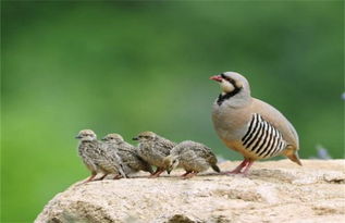 聽(tīng)鷓鵠的古詩(shī)句